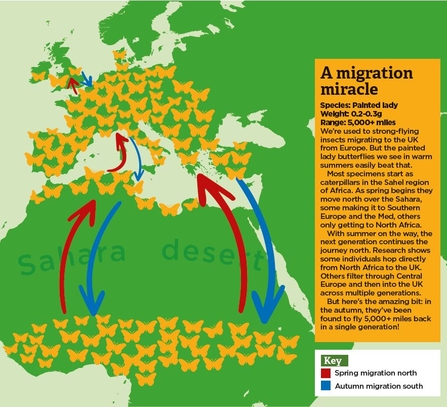 Butterflies Without Borders The Wildlife Trusts   Butterfly Map 0 